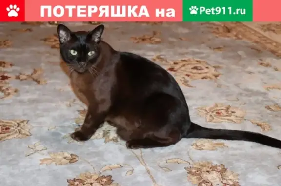 Пропал кот Бося в Пушкино, ищем!