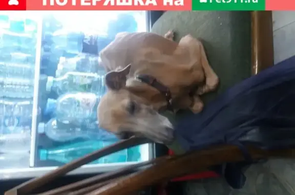 Собака на Живописной ул. в Москве, ошейник итальянской породы.