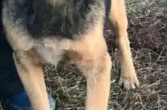 Пропала собака Кузя в поселке Сайгуши, Чамзинский район, Республика Мордовия