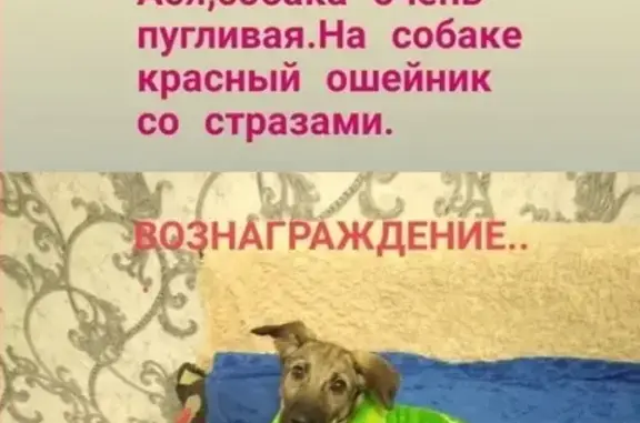 Собаки потеряшки, Артём, фото: Потеряшка собака на ул. Стрельникова, пос. Заводской