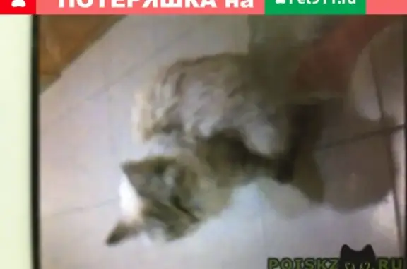Найдена кошка на ул. Академика Сахарова в Тюмени