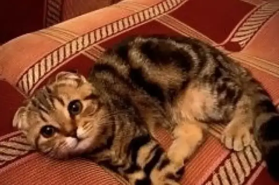 Кошки потеряшки, Йошкар-Ола (Марий Эл), фото: Потеряшка кошка в 9м микрорайоне, звоните!