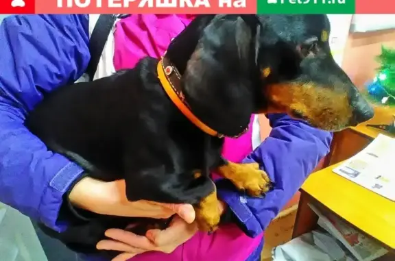 Собака найдена в Верещагино, ХОЗЯЕВА, ОТЗОВИТЕСЬ!