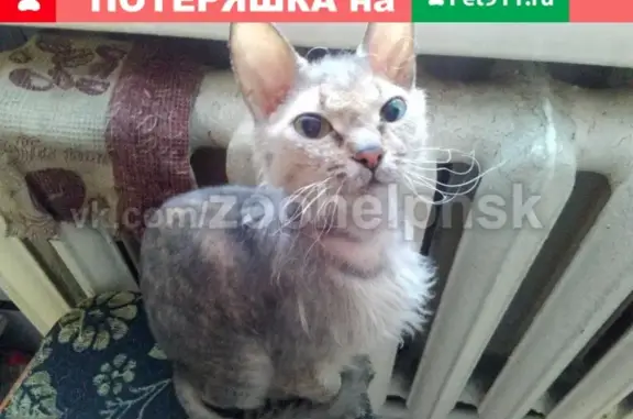 Найдена молодая кошка метис Сфинкса в Новосибирске, нужна передержка