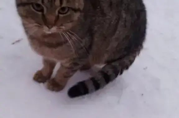 Найден кот на ул. Мира в Кирове