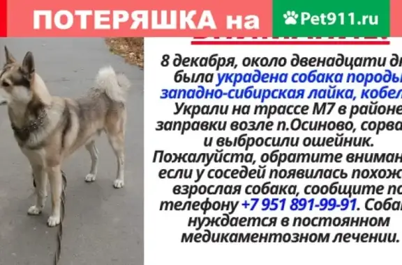 Пропала собака у трассы М7, п. Осиново, Татарстан