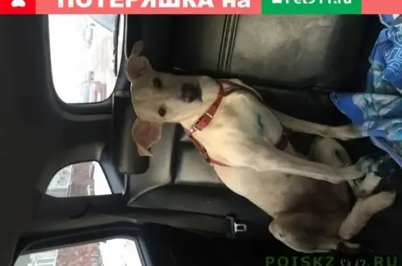 Найдена собака на отдыхе в Красноярске