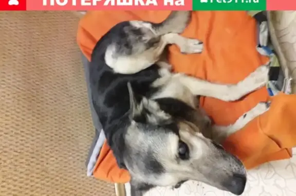 Найдена собака на ул. Пестеля, СПб, с катарактой в глазах