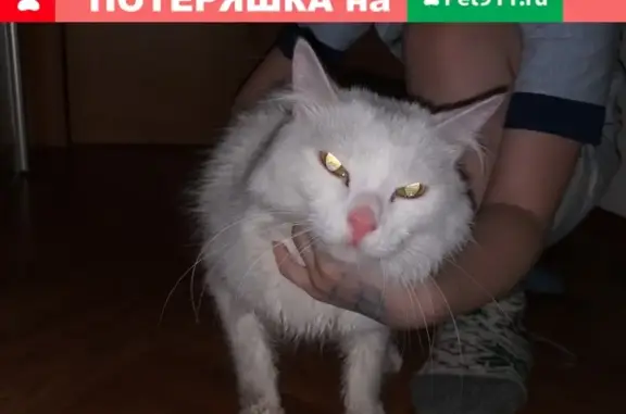 Котик ищет дом: Свободный проспект, 60, Красноярск