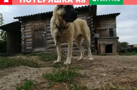 Пропала собака Берта на ул. Чайковского, Барабинск