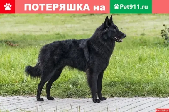 Пропала собака Аза в пос. Салмачи, Казань.