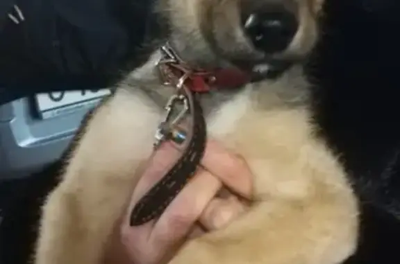 Найден голодный щенок в Воркуте