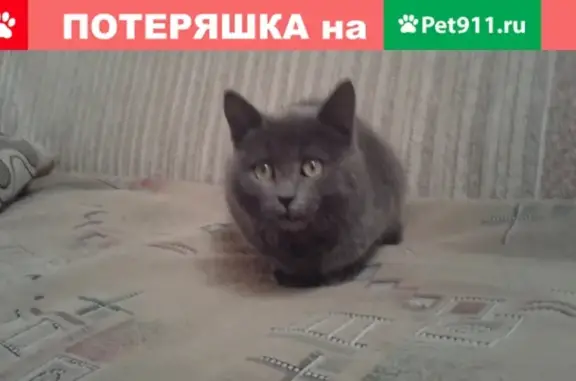 Найден кот на ул. Гагарина, Липецк