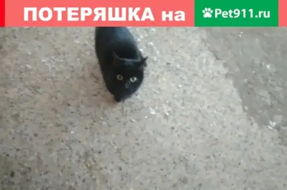 Пропал кот у 8 школы в Боровичах