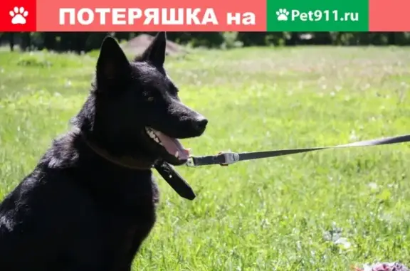 Собаки потеряшки, Липецк, фото: Потеряшка собака в Липецке, помогите найти!