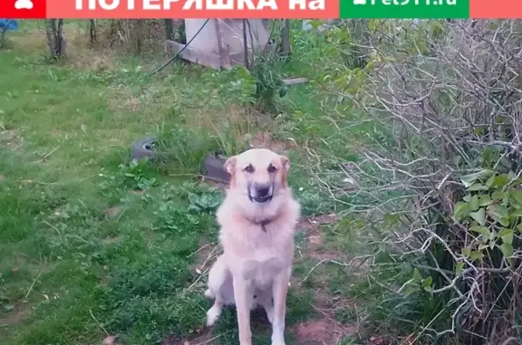 Пропала собака на улице Радистов