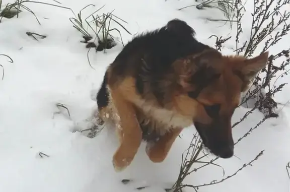 Пропала собака в Ижевске, район Восточного поселка