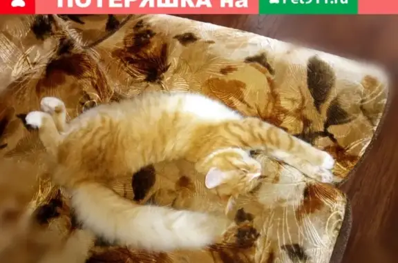 Пропала кошка Сёмка в Рузе, Московская область