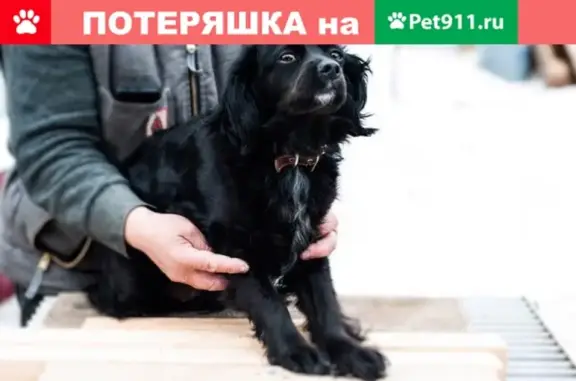 Пропала собака Галчонок в Нижневартовске