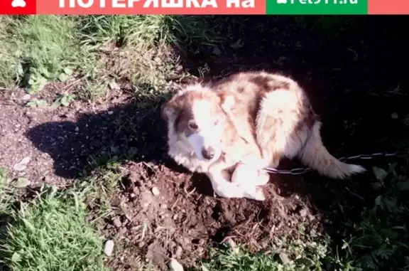 Пропали 2 собаки в д. Волот, Новгородская область