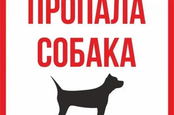 Пропал черный пудель и пес в Котельниче, Кировская область