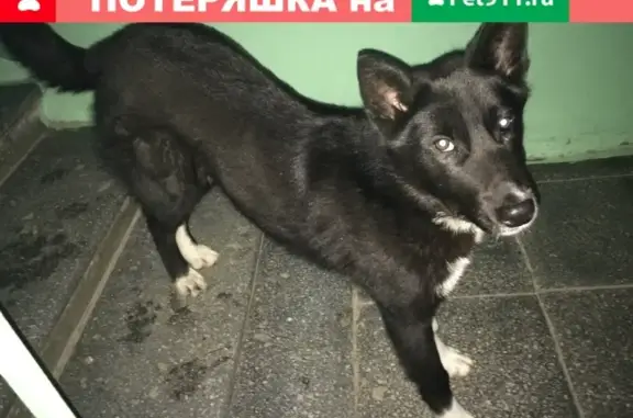 Найдена собака по ул. Карла Маркса в Нижнем Тагиле