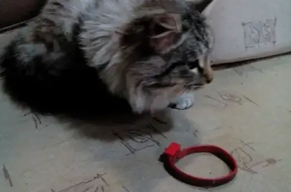 Найден кот в Горелом Хуторе, Самара