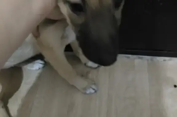 Найдена собака в Барнауле, нужен дом