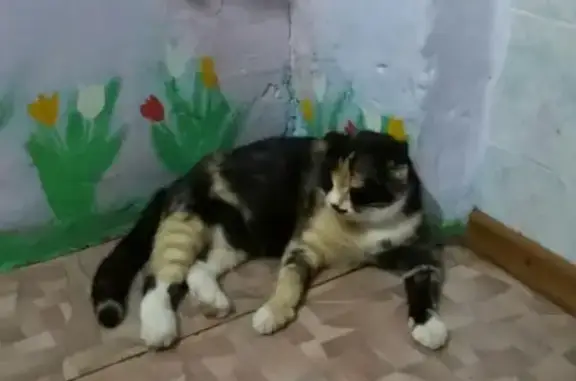 Пропала кошка Капуста в Минусинске