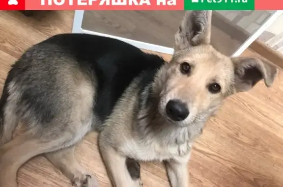 Пропала собака Найда на ул. Транспортная, Павловск