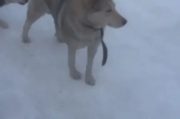 Найдена собака в Калинино, возможно хаски
