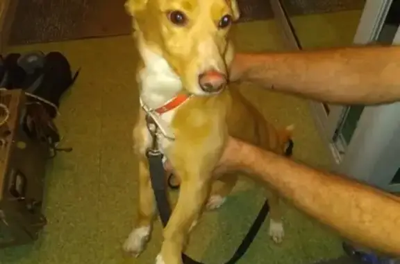 Собака найдена на Московском, Кемерово