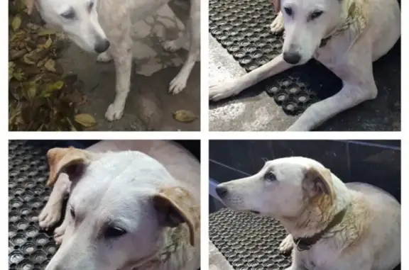 Найдена собака в Краснодаре на Уральской-Тютчева: ищем хозяев или новый дом.
