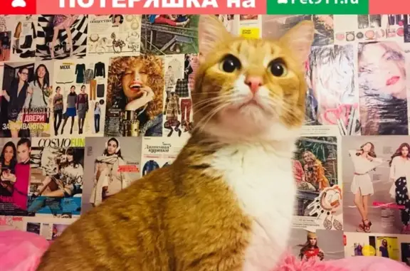 Потерянные животные Ярославль, фото: Пропала кошка Ирис в Ярославле