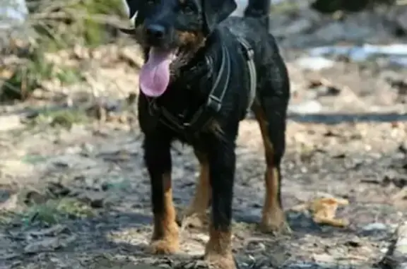 Пропала собака Локи в парке Кузьминки-Люблино