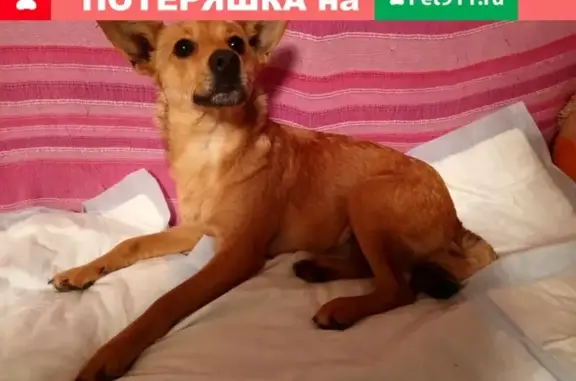 Найдена собака в Волховском мкр, В. Новгород