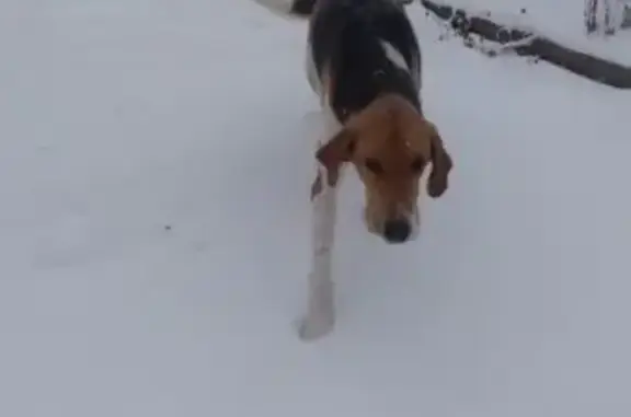 Найдена породистая собака в МО, Егорьевский район!