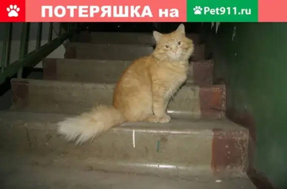 Ухоженная кошка ищет дом в Иваново