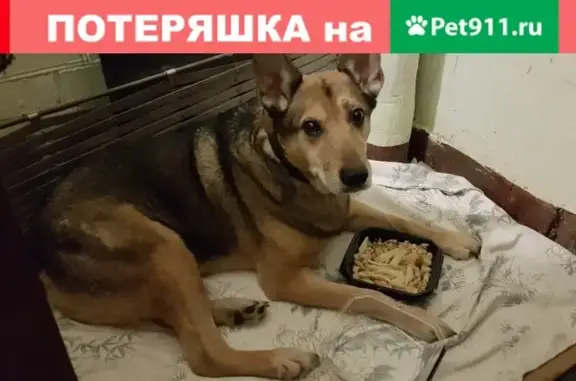 Найдена собака в Московском районе СПб на улице Бассейная