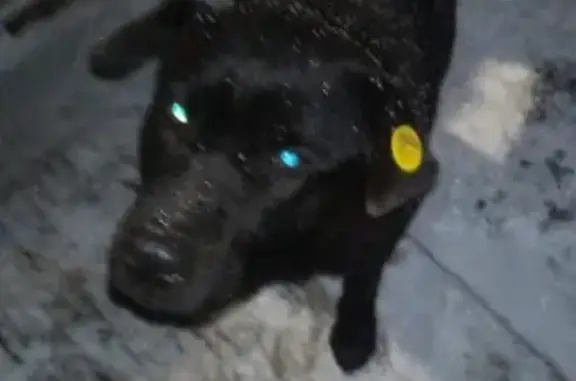 Найдена чёрная собака в поселке Вест, Солнечногорский район