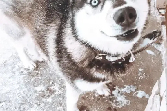 Найдена домашняя собака в Шварихе, Нижегородская область