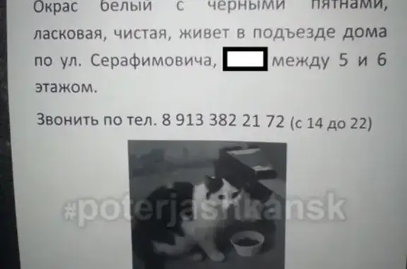 Найдена кошка на ул. Серафимовича, белый окрас с черными пятнами