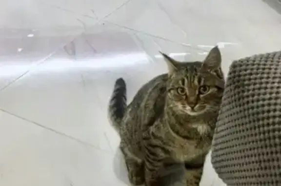 Найдена кошка Краснодар!