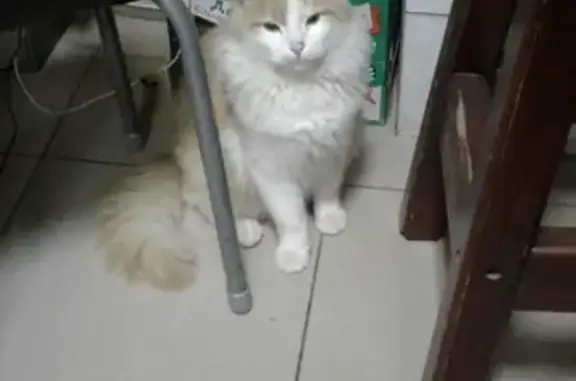 Найден бело-рыжий кот на ул. Рахова, Саратов