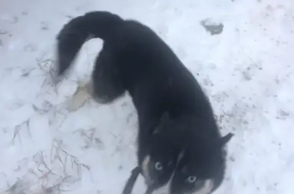 Пропала собака Хаски Арчи в Кулебаках, Нижегородская область