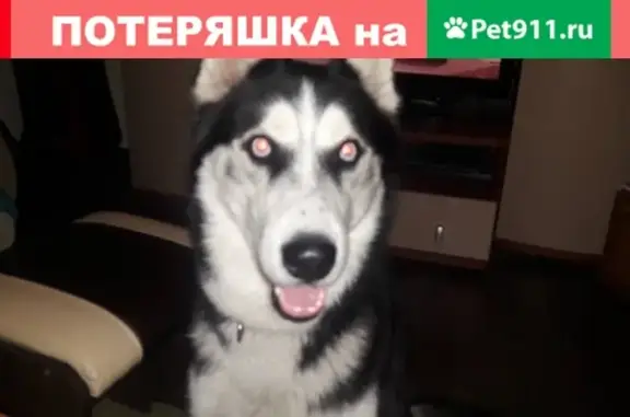 Пропала собака на пр-те Сидоренко 14