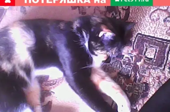 Пропала кошка в Вологде! #потеряшка@ovanimals