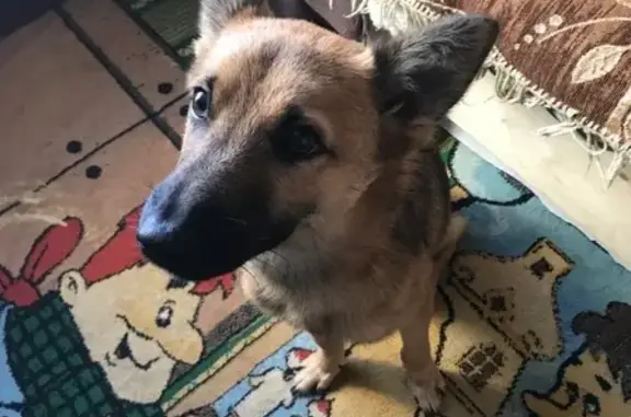 Пропала собака Вольт в Тосно: вознаграждение гарантировано