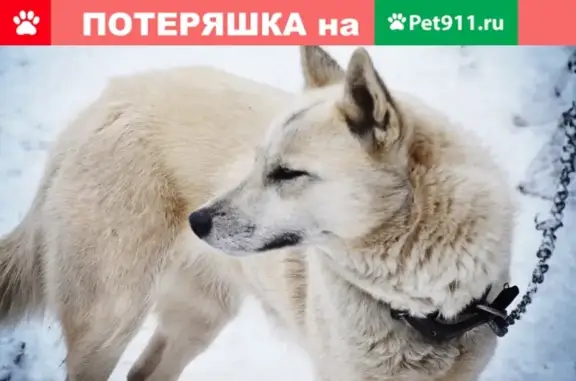 Собаки потеряшки, Нижний Новгород, фото: Потеряшка собака Лайка в районе спортивной, Вари и Дарьино