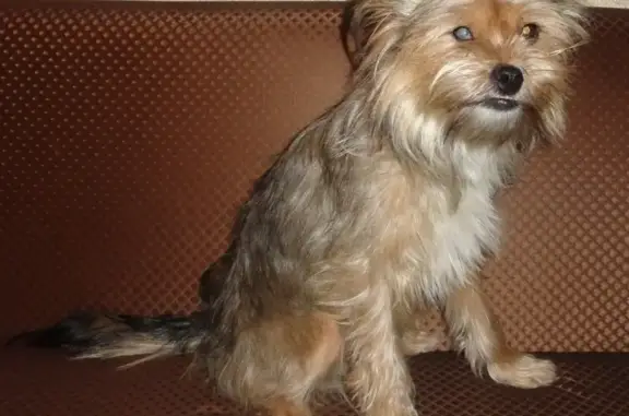 Найдена собака в микрорайоне Восточный, Тюмень